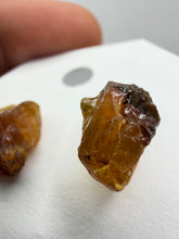 Load image into Gallery viewer, Fossilized Amber Studs