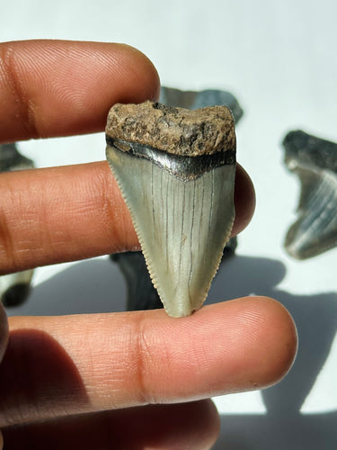 Sharks Tooth fossil