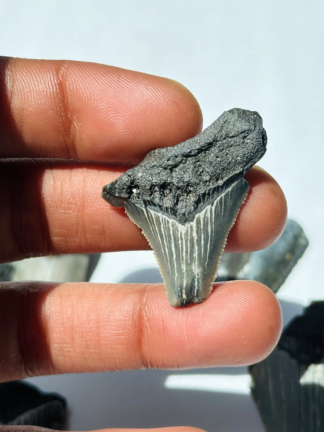 Sharks tooth fossil