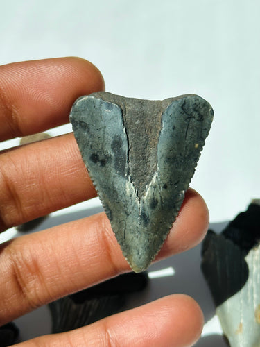 Blue Flash Shark Teeth Fossil