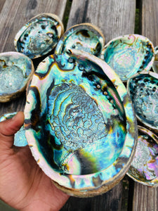 Abalone Oversized Shell