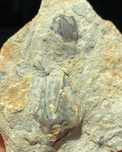 Load image into Gallery viewer, Blastoids (Pentremites) Calyxes in Limestone