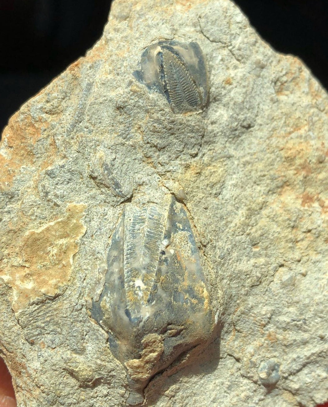 Blastoids (Pentremites) Calyxes in Limestone