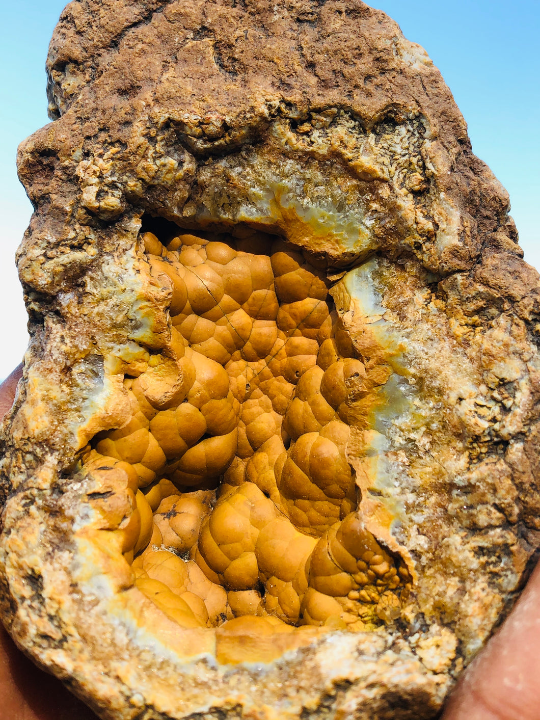 Agatized Coral