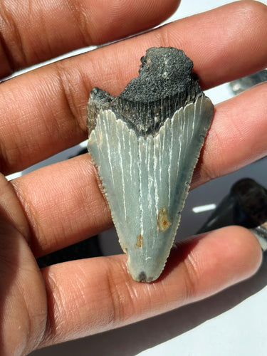 Sharks tooth fossil