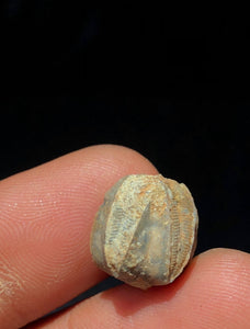 Blastoids (Pentremites) Calyxes in Limestone