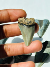 Load image into Gallery viewer, Sharks Tooth fossil